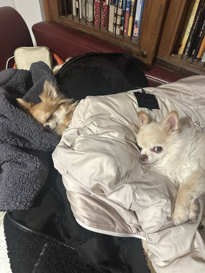 Dos perros pequeños, probablemente chihuahuas, descansando cómodamente entre mantas y ropa. Uno está durmiendo profundamente, mientras el otro está despierto y mira a la cámara.