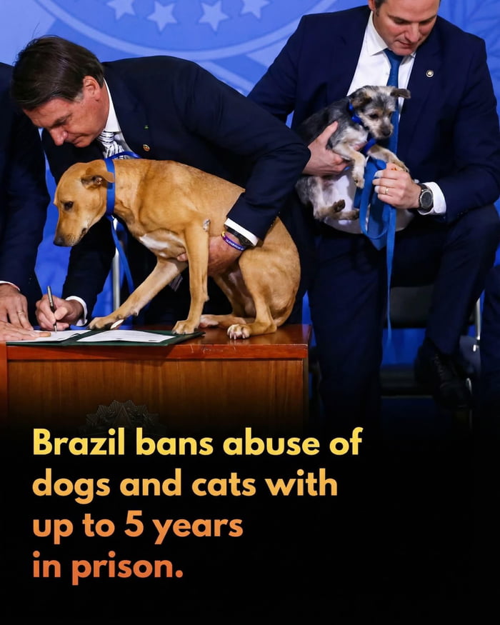 O Brasil proíbe o abuso de cães e gatos com até 5 anos de prisão.