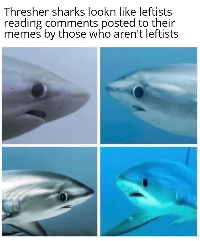 Thresher sharks lookn like leftists reading comments posted to their memes by those who aren't leftists