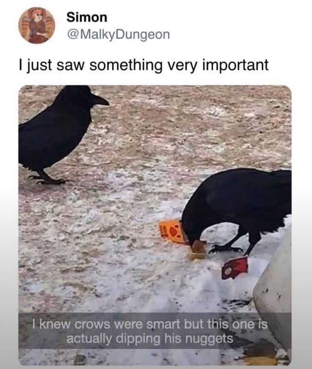 I just saw something very important. I knew crows were smart but this one is actually dipping his nuggets.