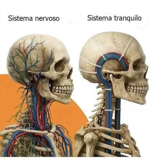 Sistema nervoso Sistema tranquilo