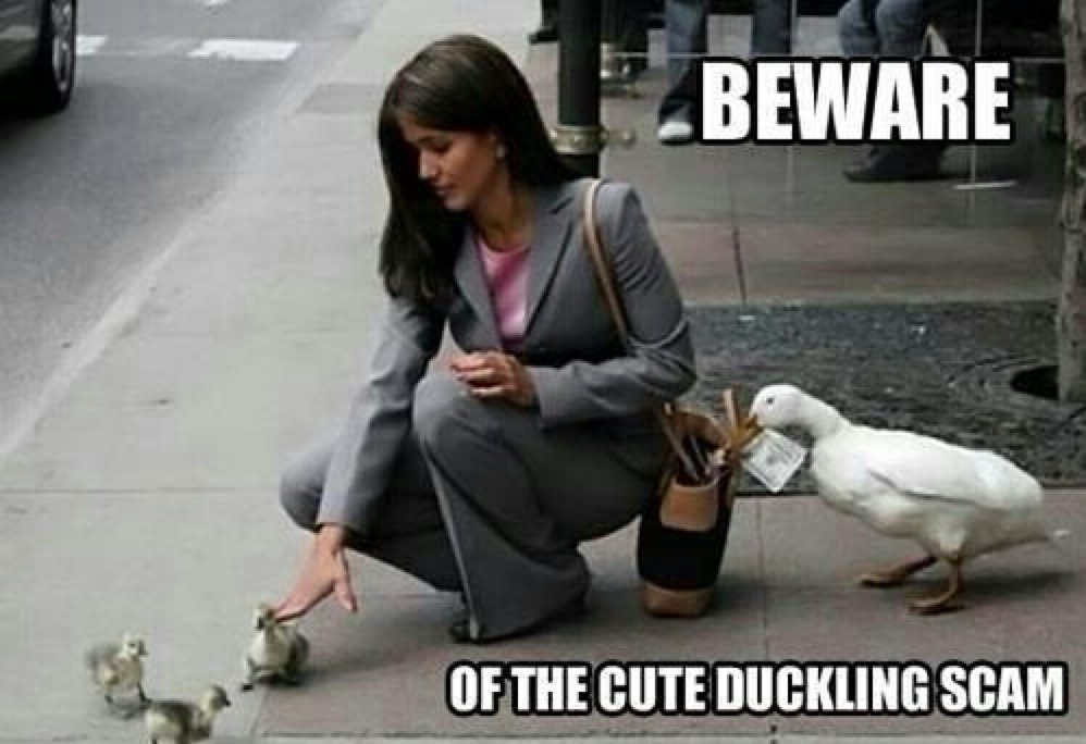 BEWARE OF THE CUTE DUCKLING SCAM