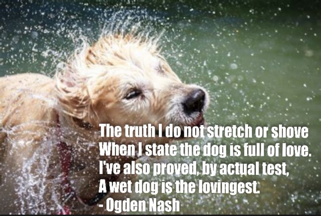 The truth I do not stretch or shove. When I state the dog is full of love. I've also proved, by actual test, A wet dog is the lovingest. - Ogden Nash