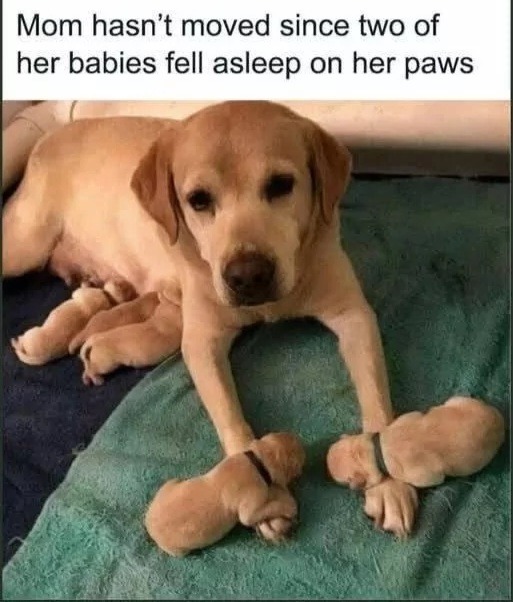 Mom hasn't moved since two of her babies fell asleep on her paws