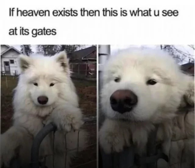If heaven exists then this is what u see at its gates. A fluffy white dog is standing on its hind legs, resting its front paws on a fence, looking friendly and welcoming.