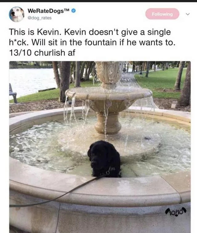 This is Kevin. Kevin doesn't give a single h*ck. Will sit in the fountain if he wants to. 13/10 churlish af