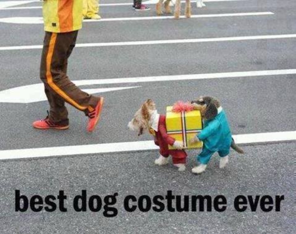 best dog costume ever