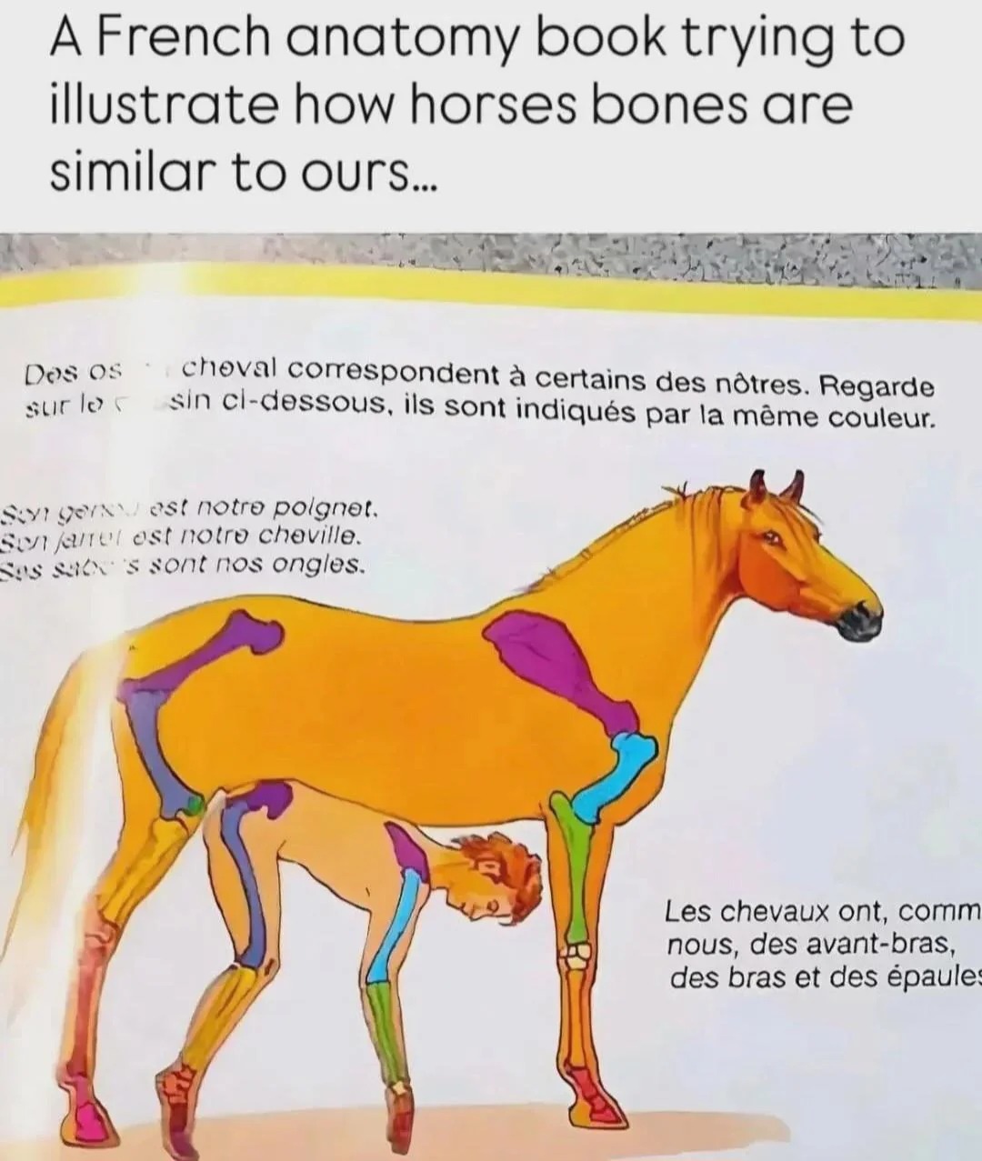 A French anatomy book trying to illustrate how horses bones are similar to ours... Horse bones correspond to some of ours. Look at the drawing below, they are indicated by the same color. Its knee is our wrist. Its hock is our ankle. Its hooves are our nails. Horses have, like us, forearms, arms and shoulders.