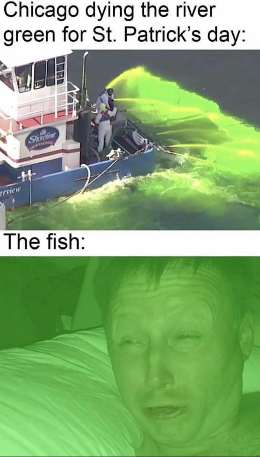 Chicago dyeing the river green for St. Patrick's day: The fish: