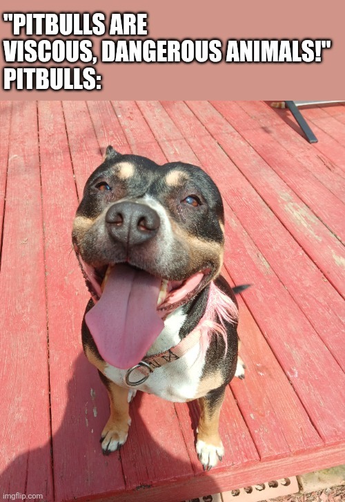 PITBULLS ARE VISCOUS, DANGEROUS ANIMALS! PITBULLS: