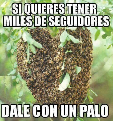 SI QUIERES TENER MILES DE SEGUIDORES DALE CON UN PALO