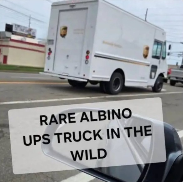 RARE ALBINO UPS TRUCK IN THE WILD