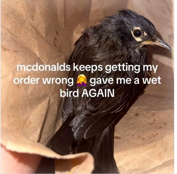 mcdonalds keeps getting my order wrong 🤦‍♀️ gave me a wet bird AGAIN