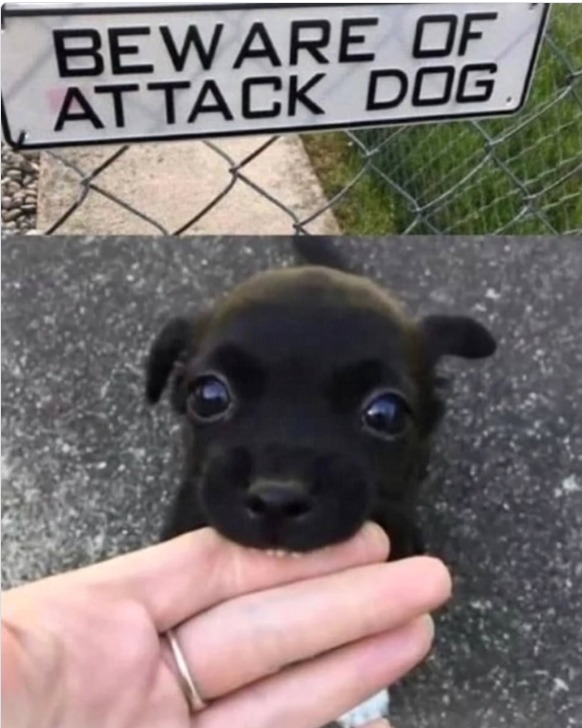 A sign reads 'BEWARE OF ATTACK DOG' above an image of a tiny, adorable black puppy gently nibbling a person's finger, creating a humorous contrast.