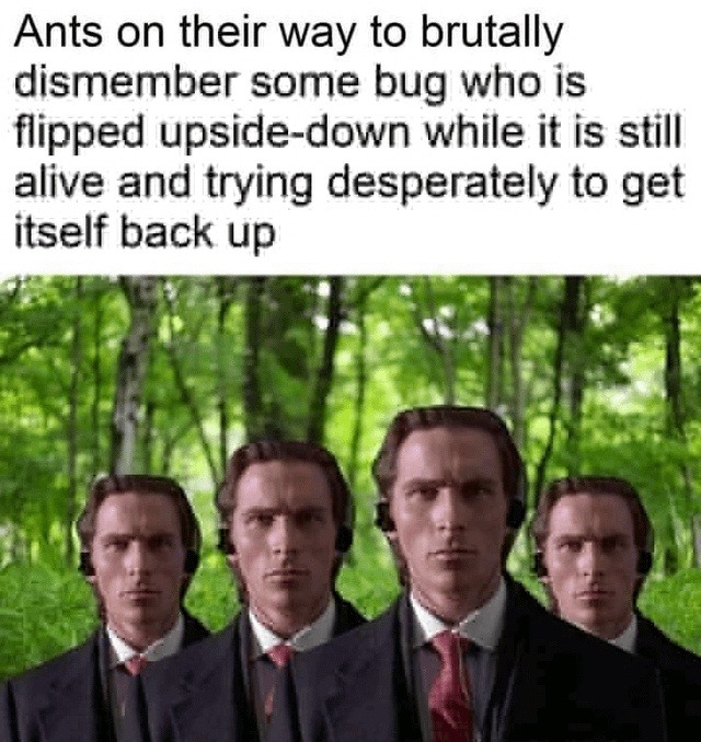 Ants on their way to brutally dismember some bug who is flipped upside-down while it is still alive and trying desperately to get itself back up