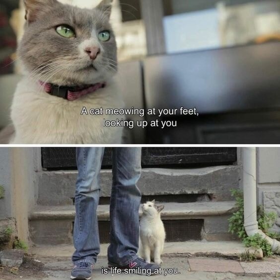 A cat meowing at your feet, looking up at you is life smiling at you.