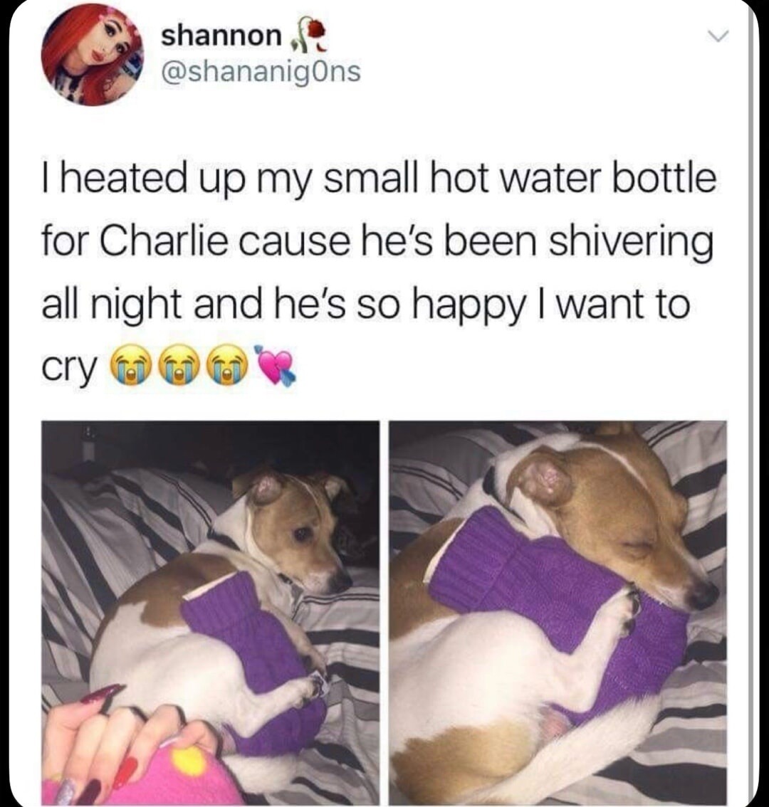 I heated up my small hot water bottle for Charlie cause he's been shivering all night and he's so happy I want to cry 😭😭😭💖