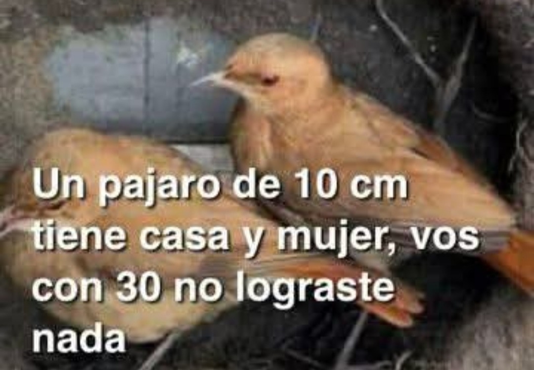 Un pajaro de 10 cm tiene casa y mujer, vos con 30 no lograste nada