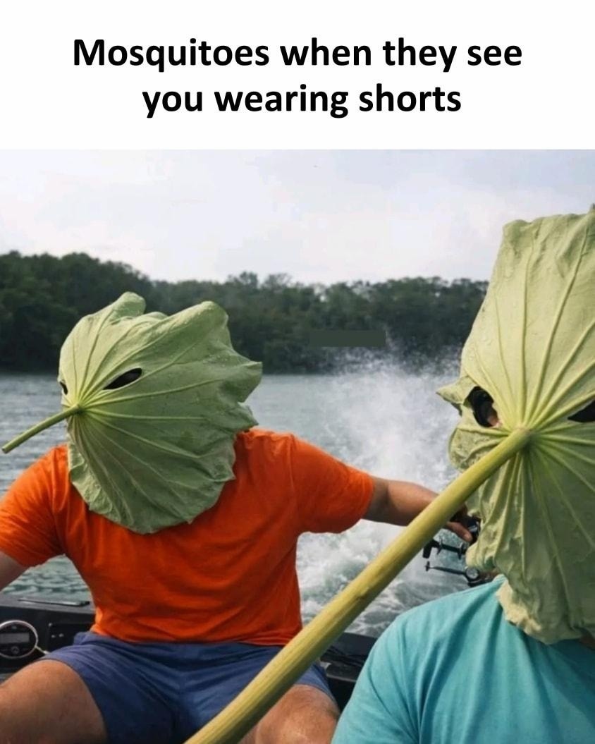 Mosquitoes when they see you wearing shorts