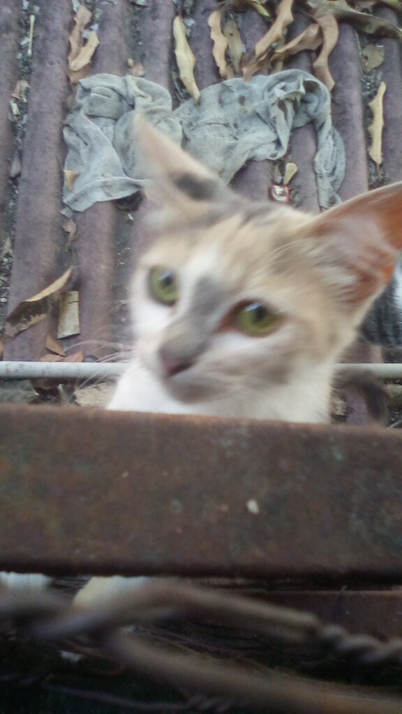 Un gato con ojos verdes asoma la cabeza por encima de una superficie oxidada. Al fondo se ve un tejado corrugado con hojas secas y un trozo de tela.