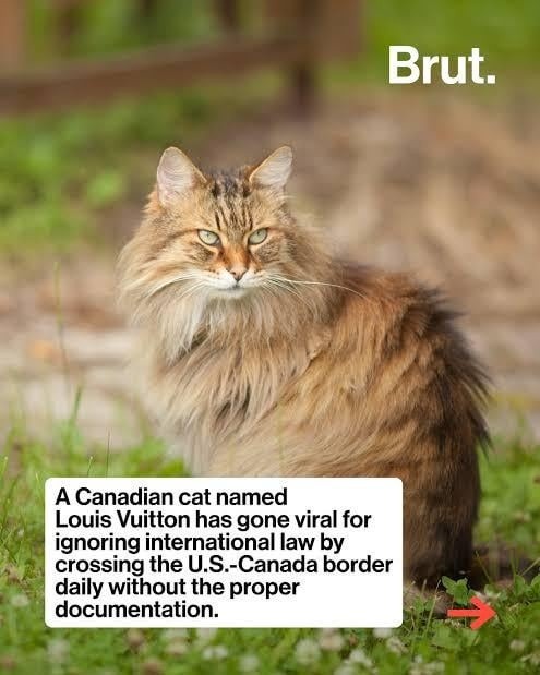 Brut. A Canadian cat named Louis Vuitton has gone viral for ignoring international law by crossing the U.S.-Canada border daily without the proper documentation.