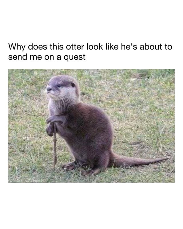 Why does this otter look like he's about to send me on a quest
