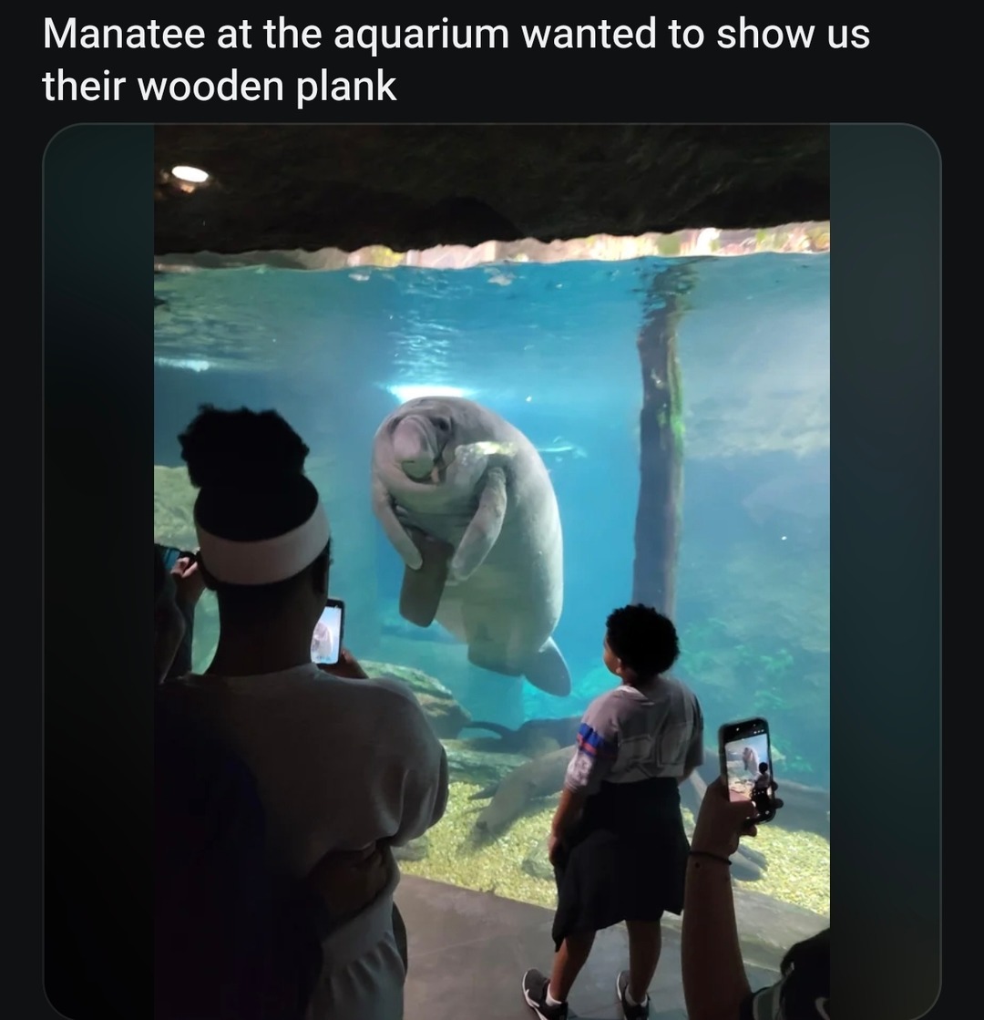Manatee at the aquarium wanted to show us their wooden plank