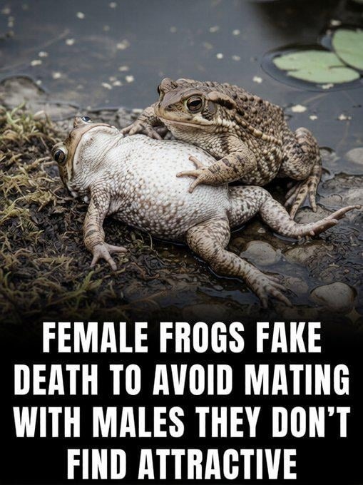 FEMALE FROGS FAKE DEATH TO AVOID MATING WITH MALES THEY DON'T FIND ATTRACTIVE