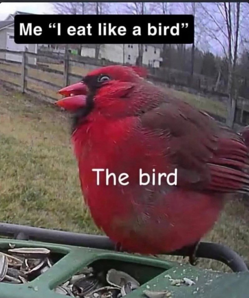 Me 'I eat like a bird' The bird