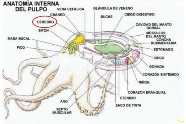 ANATOMÍA INTERNA DEL PULPO. VENA CEFÁLICA. CRÁNEO. CEREBRO. SIFÓN. MASA BUCAL. PICO. GLÁNDULA DE VENENO. BUCHE. CIEGO DIGESTIVO. CAVIDAD DEL MANTO DORSAL. MÚSCULOS DEL MANTO. CONCHA RUDIMENTARIA. ESTÓMAGO. CIEGO. GÓNADA. CORAZÓN SISTÉMICO. RIÑÓN. CORAZÓN BRANQUIAL. CTENIDIO. SACO DE TINTA. ANO. SEPTO MUSCULAR.