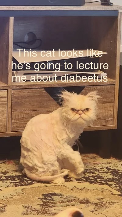 This cat looks like he's going to lecture me about diabeetus