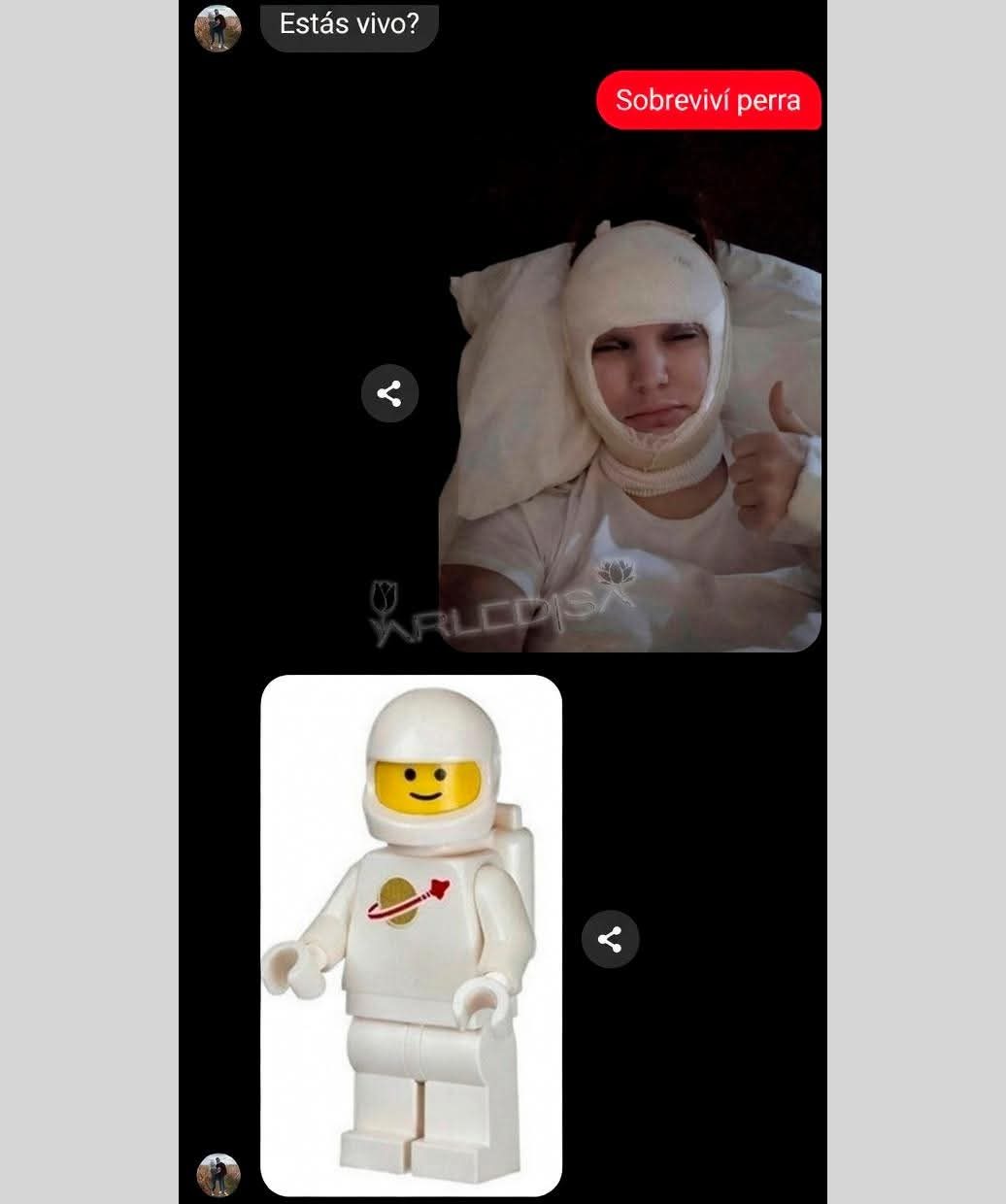 Estás vivo? Sobreviví perra