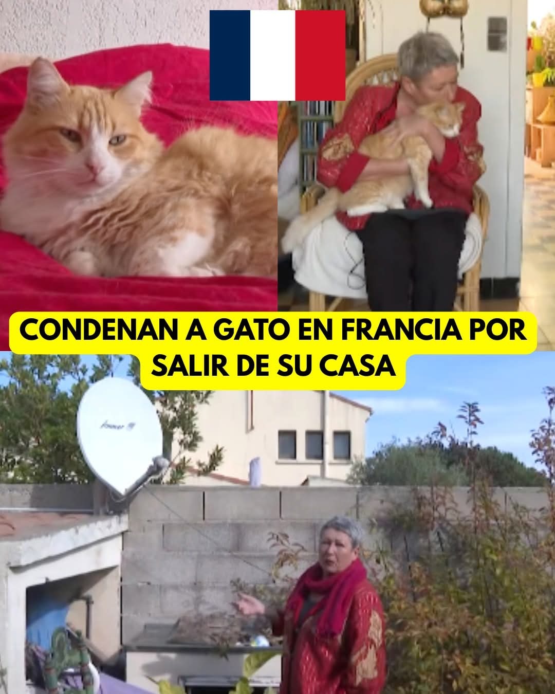 CONDENAN A GATO EN FRANCIA POR SALIR DE SU CASA