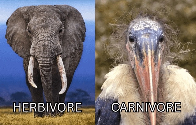 HERBIVORE CARNIVORE