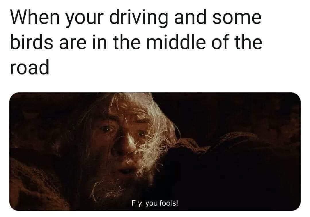 When your driving and some birds are in the middle of the road. Fly, you fools!