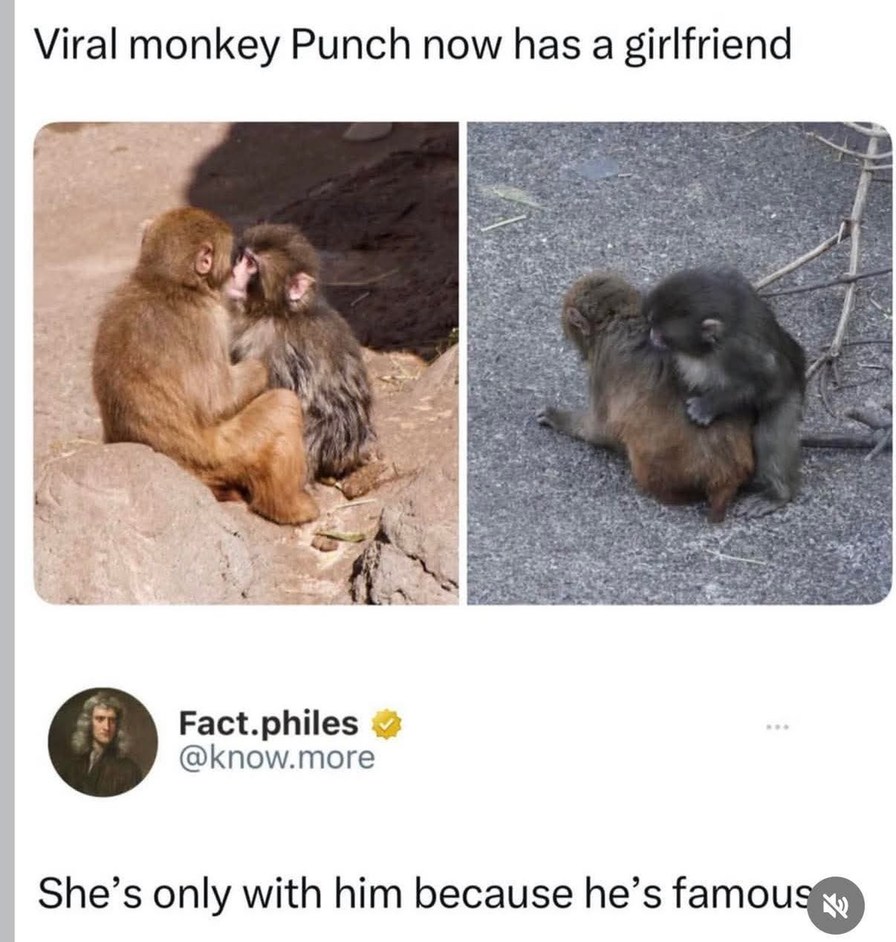 Viral monkey Punch now has a girlfriend Fact.philes @know.more She's only with him because he's famous