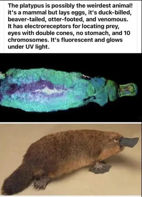 The platypus is possibly the weirdest animal! it's a mammal but lays eggs, it's duck-billed, beaver-tailed, otter-footed, and venomous. It has electroreceptors for locating prey, eyes with double cones, no stomach, and 10 chromosomes. It's fluorescent and glows under UV light.