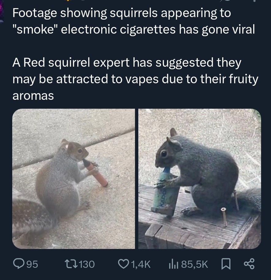 Footage showing squirrels appearing to 