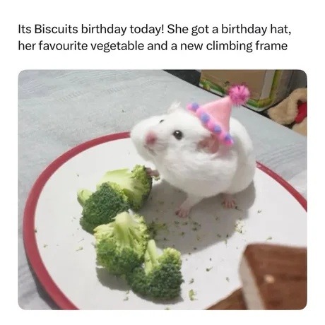 Its Biscuits birthday today! She got a birthday hat, her favourite vegetable and a new climbing frame