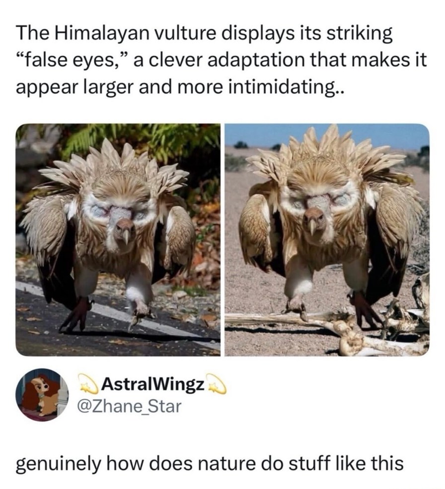 The Himalayan vulture displays its striking “false eyes,” a clever adaptation that makes it appear larger and more intimidating. genuinely how does nature do stuff like this