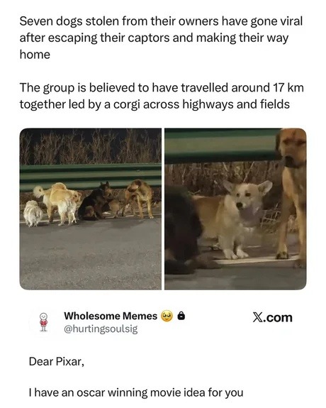Seven dogs stolen from their owners have gone viral after escaping their captors and making their way home. The group is believed to have travelled around 17 km together led by a corgi across highways and fields. Dear Pixar, I have an Oscar-winning movie idea for you.
