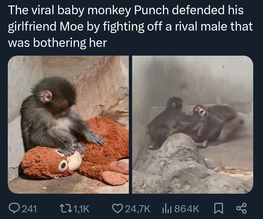 The viral baby monkey Punch defended his girlfriend Moe by fighting off a rival male that was bothering her