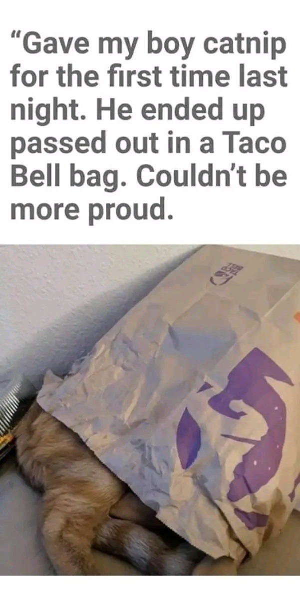 Gave my boy catnip for the first time last night. He ended up passed out in a Taco Bell bag. Couldn't be more proud.