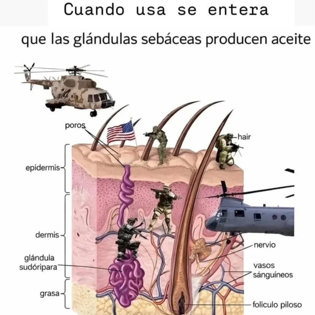 Cuando usa se entera que las glándulas sebáceas producen aceite. poros, epidermis, dermis, glándula sudorípara, grasa, nervio, vasos sanguíneos, folículo piloso, hair.
