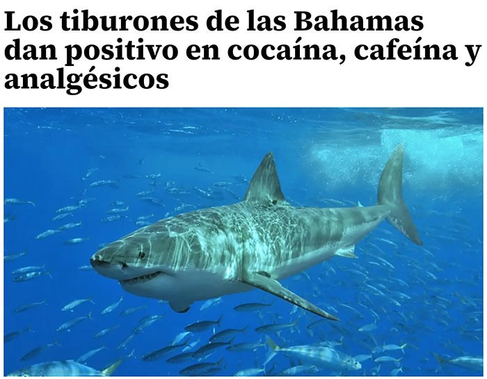 Los tiburones de las Bahamas dan positivo en cocaína, cafeína y analgésicos