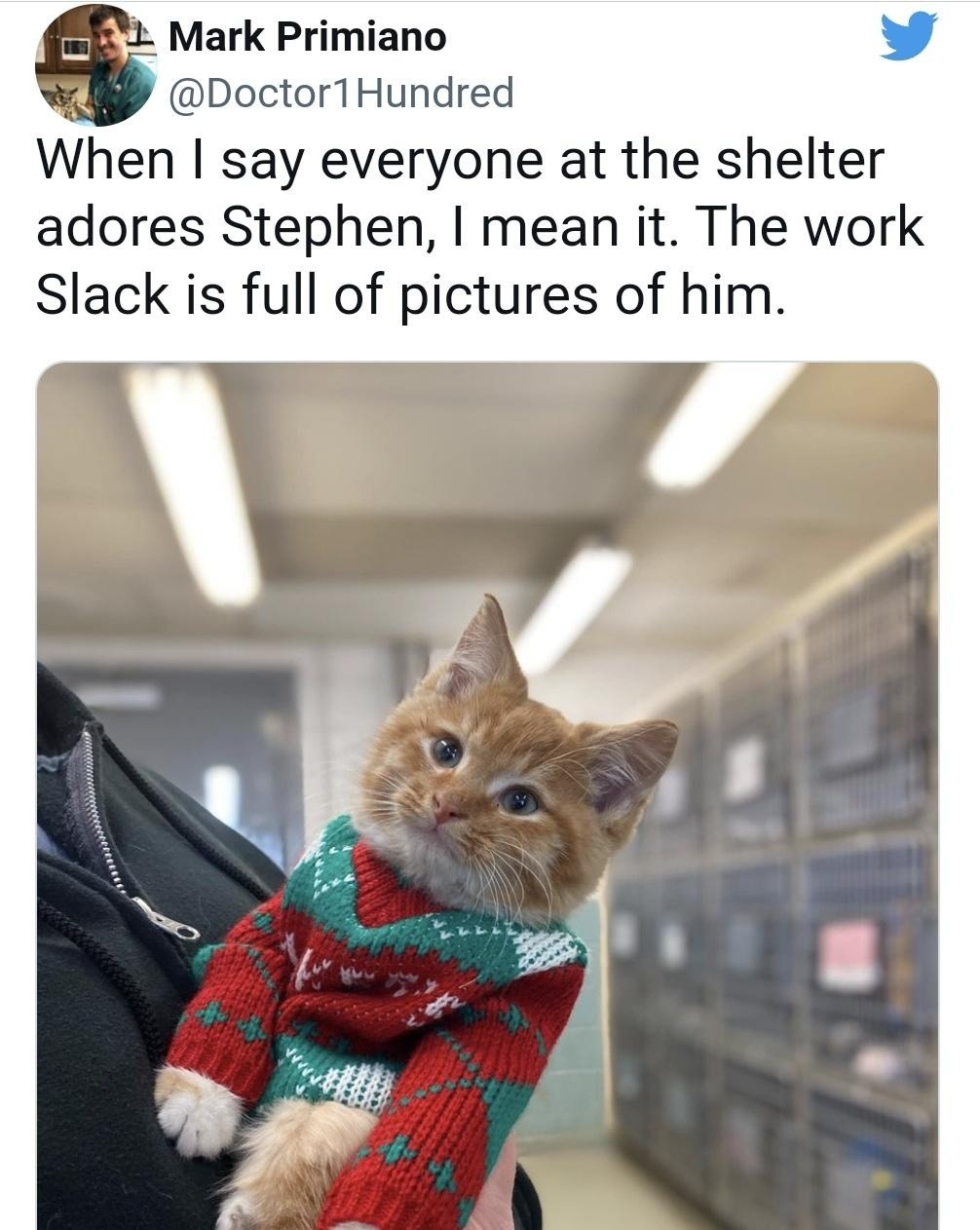 Mark Primiano @Doctor1Hundred When I say everyone at the shelter adores Stephen, I mean it. The work Slack is full of pictures of him.