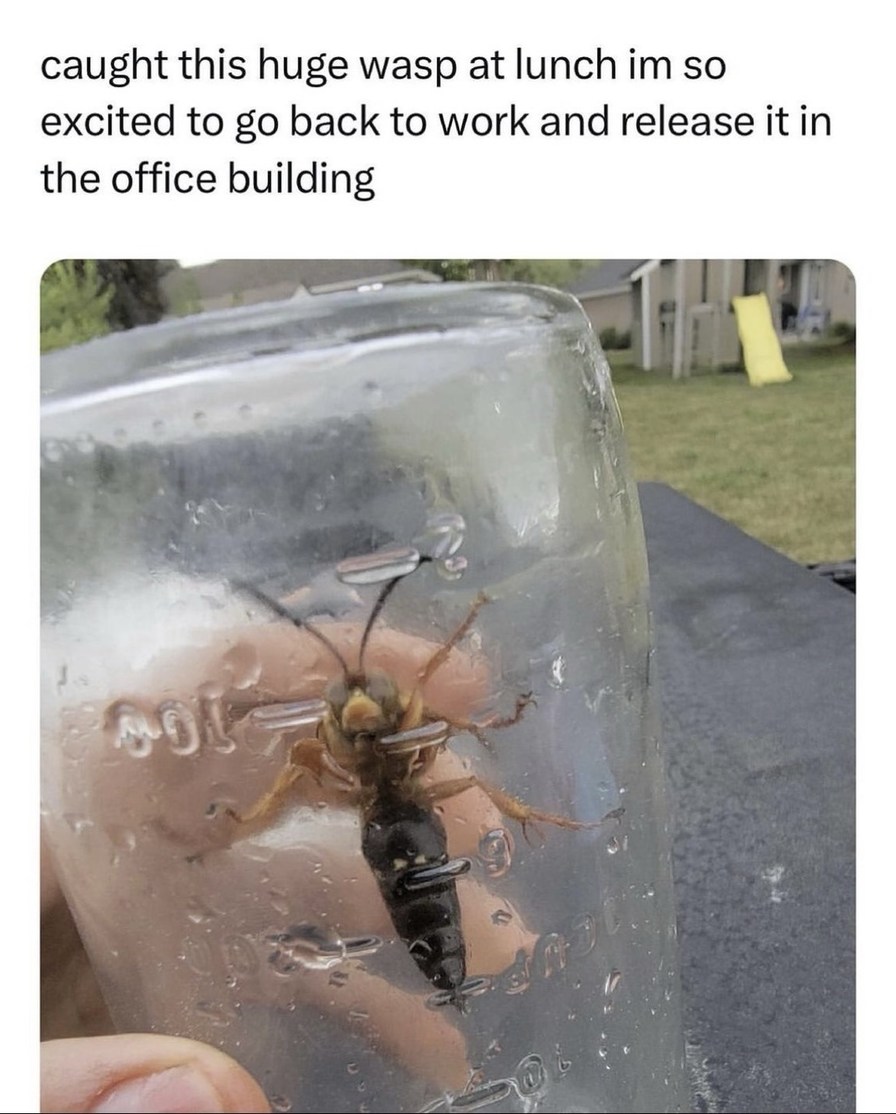 caught this huge wasp at lunch im so excited to go back to work and release it in the office building
