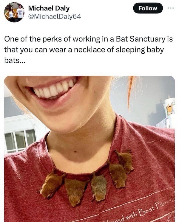 Michael Daly @MichaelDaly64 Follow One of the perks of working in a Bat Sanctuary is that you can wear a necklace of sleeping baby bats...