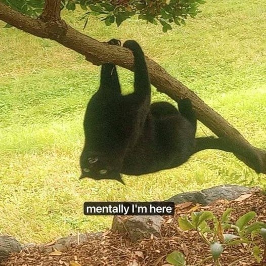 A black cat is hanging upside down from a tree branch, looking relaxed and a bit silly. The text overlay says: 
