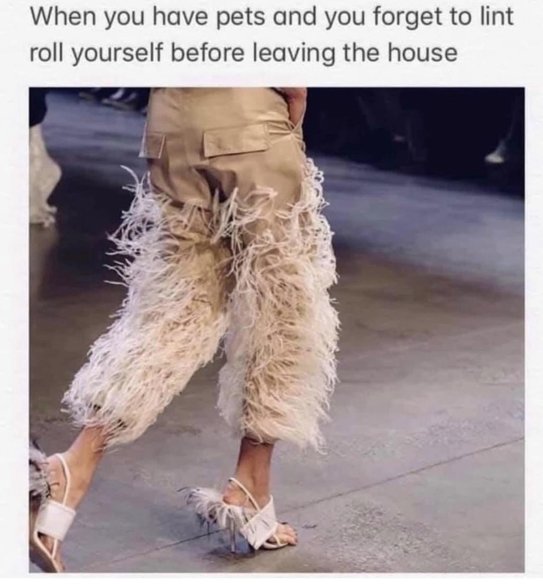 When you have pets and you forget to lint roll yourself before leaving the house